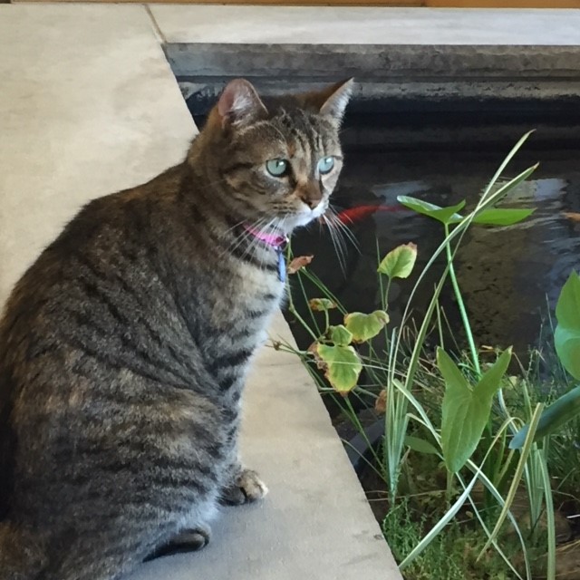 Our hospital cat KiKi