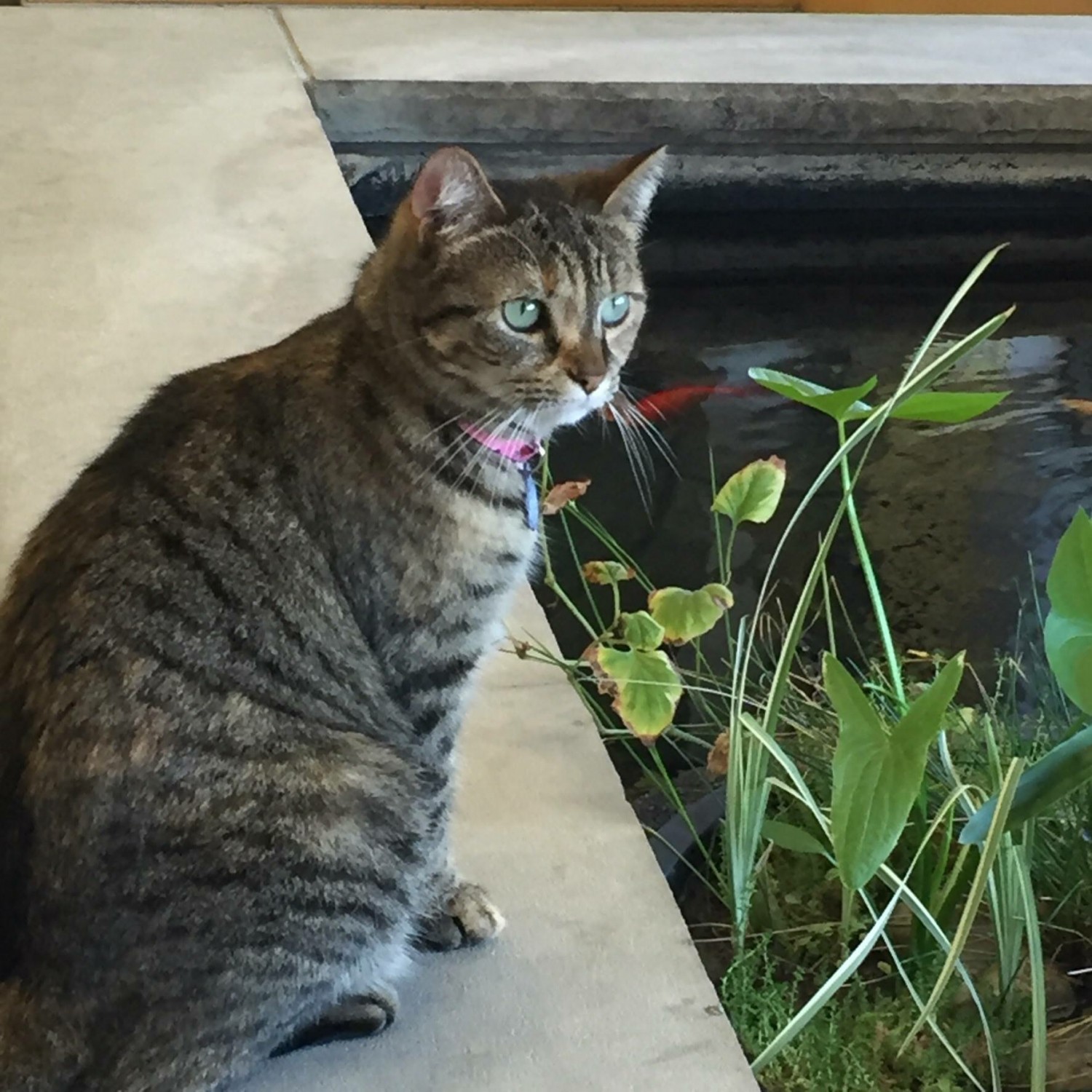 OUR HOSPITAL CAT "KIKI"