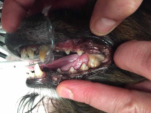 Patient prior to dental procedure in our dental suite