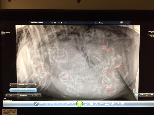 Digital high definition radiology for the most accurate x-rays currently available