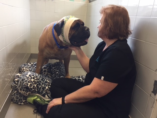 Dog run room for large patients and medical boarding