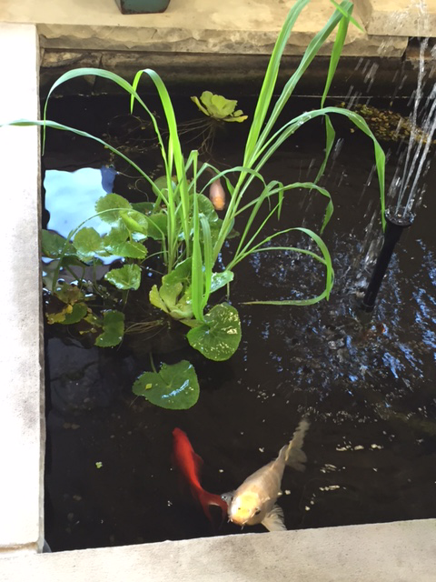 Come feed the fish in our indoor Koi pond