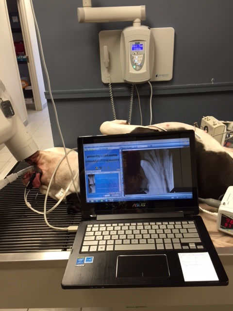 Digital dental x-rays for the most comprehensive dental care for your pet