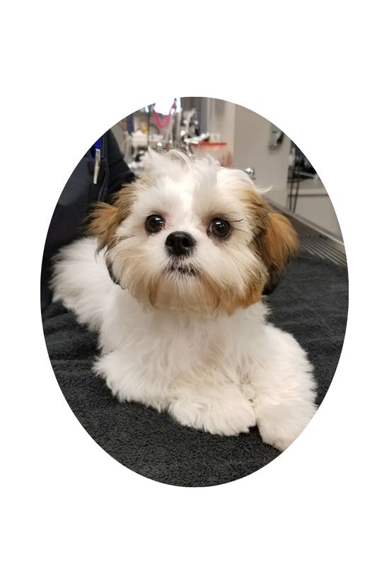 Cute dog patient